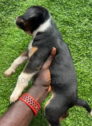 1-3 months Female Mixed Breed Mongrel (No Breed)