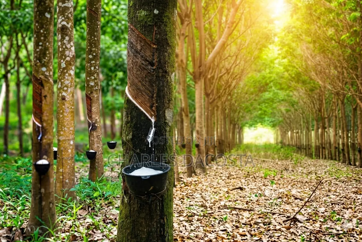 Experienced Rubber Tapper Wanted