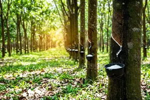 Experienced Rubber Tapper Wanted