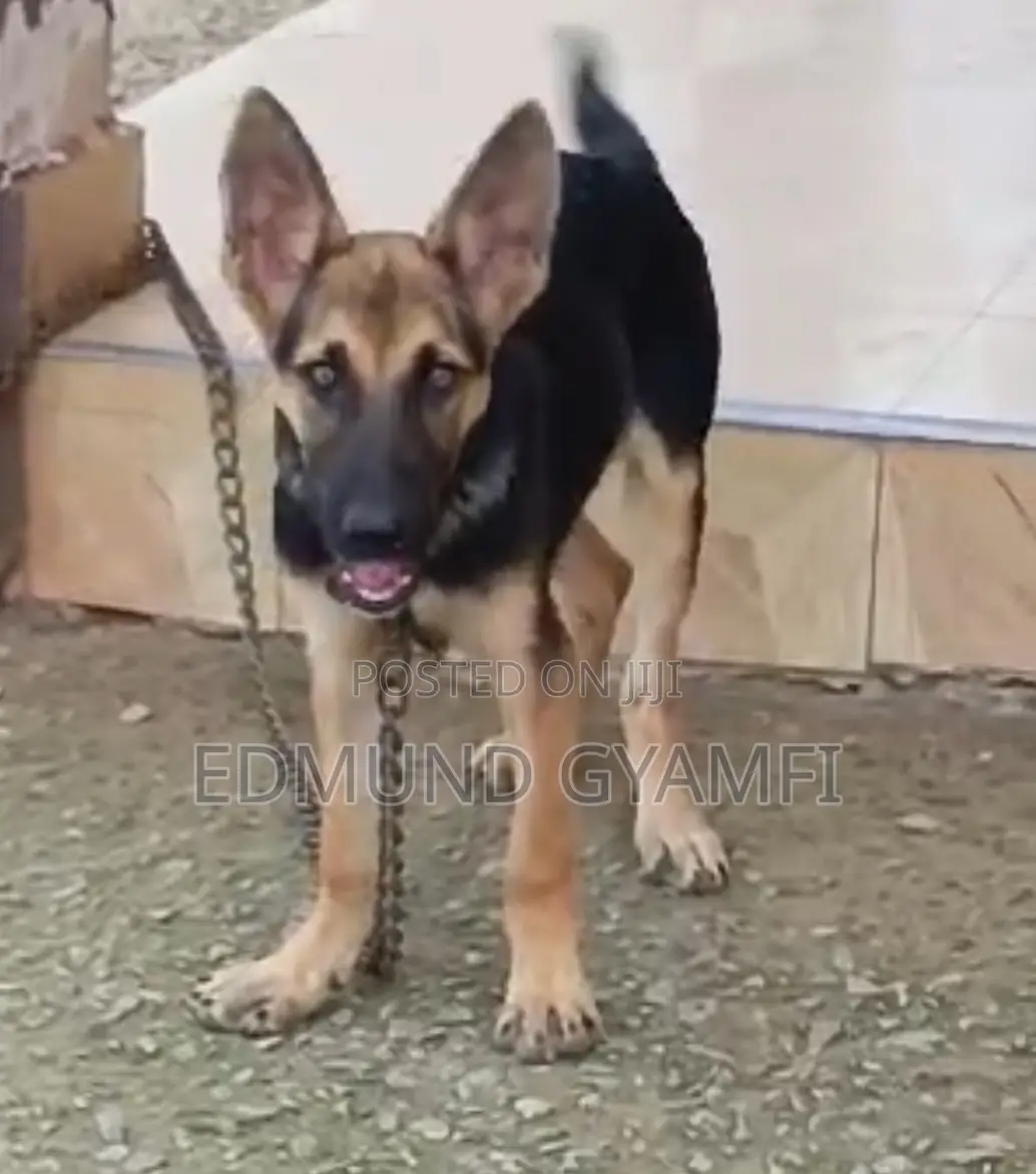 1-3 months Male Purebred German Shepherd
