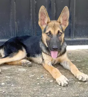 1-3 months Male Purebred German Shepherd