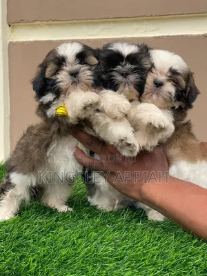 1-3 months Female Purebred Shih Tzu