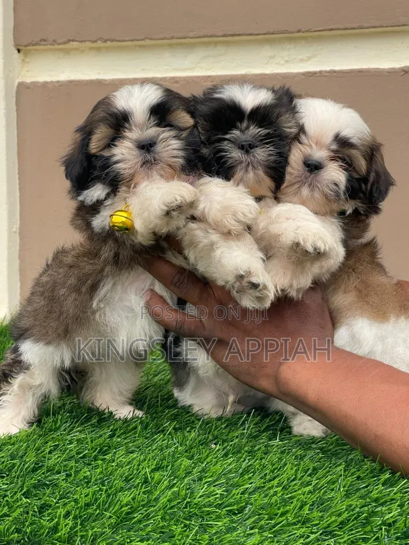 1-3 months Female Purebred Shih Tzu