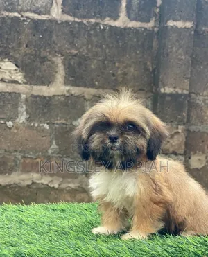 1-3 months Female Purebred Shih Tzu