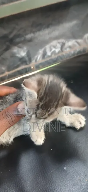 1-3 months Female Mixed Breed Cat