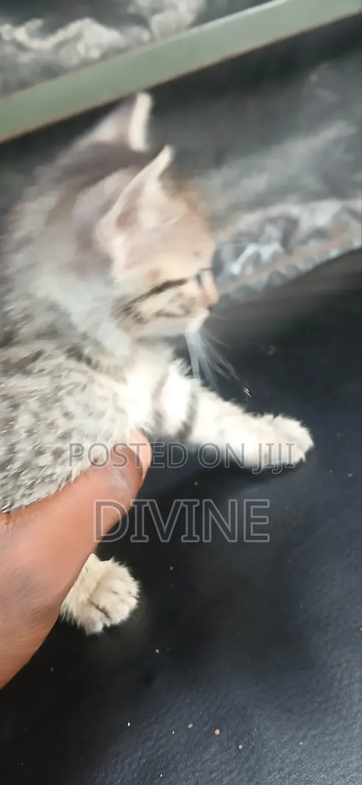 1-3 months Female Mixed Breed Cat