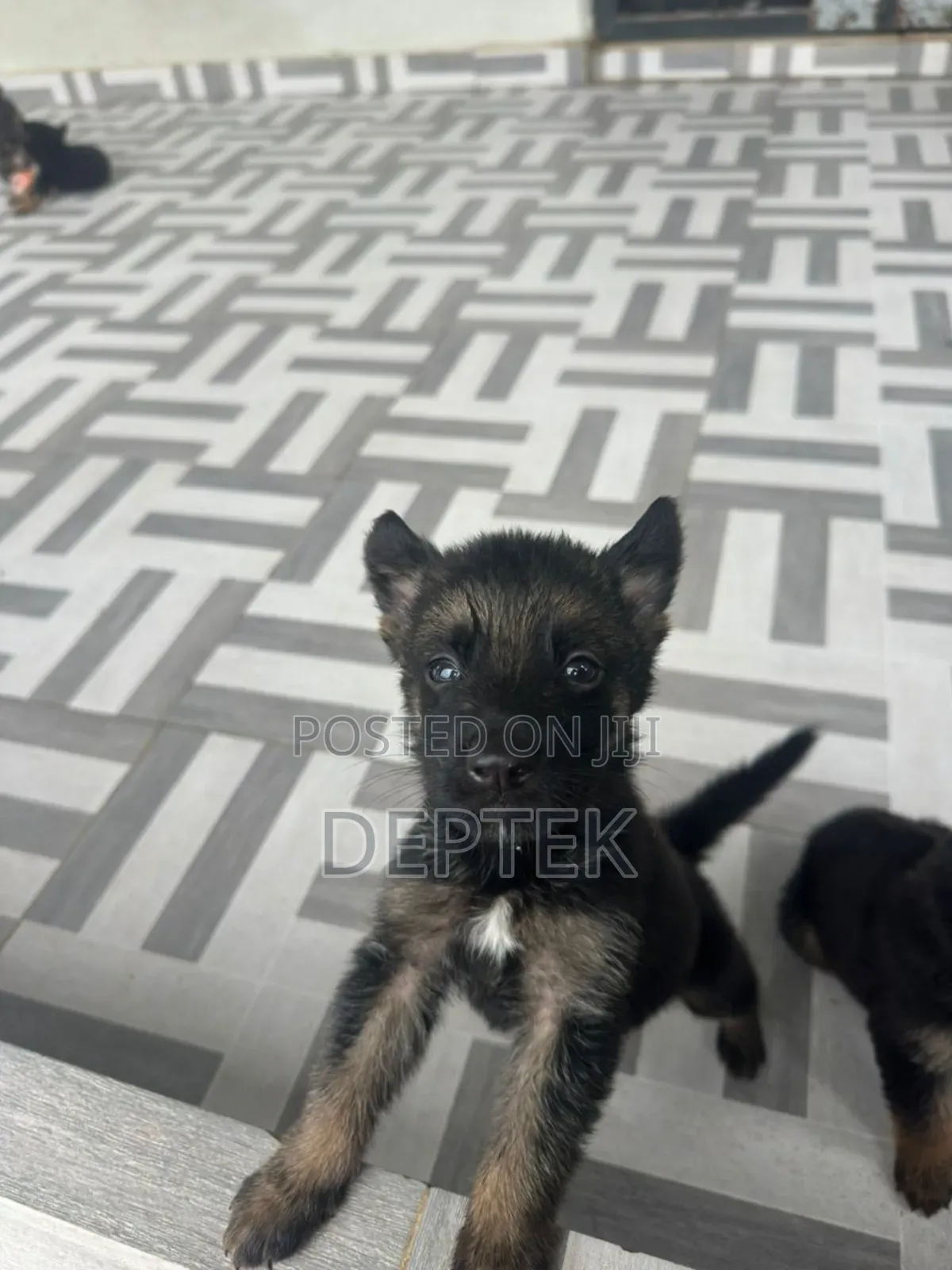 1-3 months Female Purebred German Shepherd