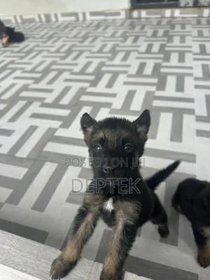 1-3 months Female Purebred German Shepherd