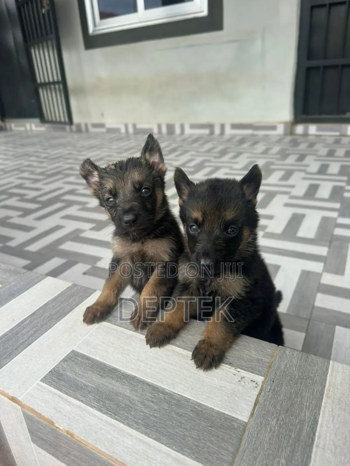 1-3 months Female Purebred German Shepherd
