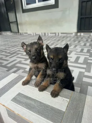 1-3 months Female Purebred German Shepherd