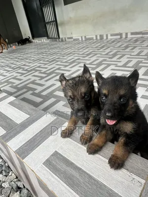 1-3 months Female Purebred German Shepherd