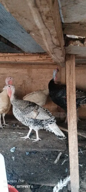 Turkeys for Sale