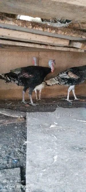Turkeys for Sale