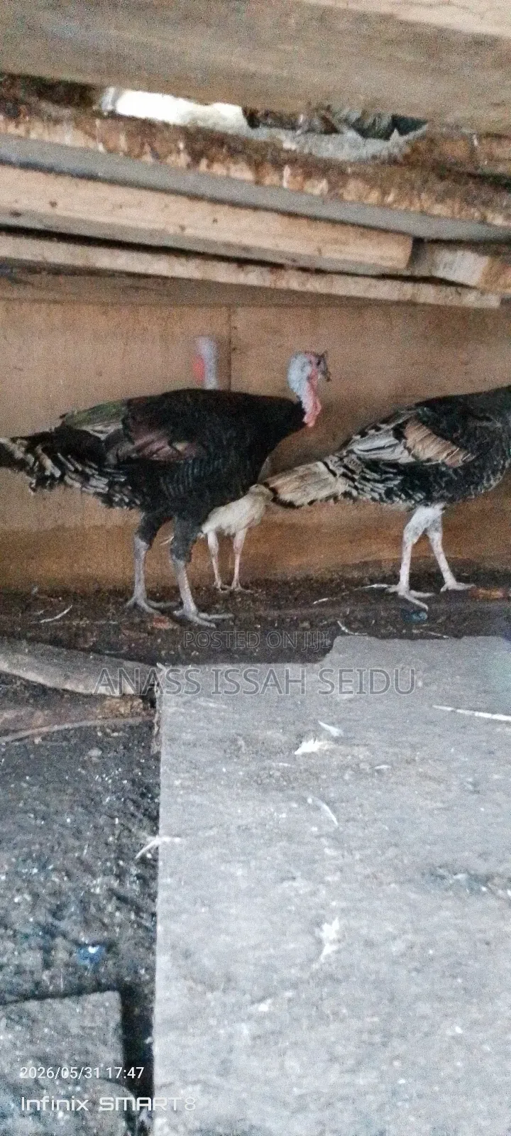 Turkeys for Sale