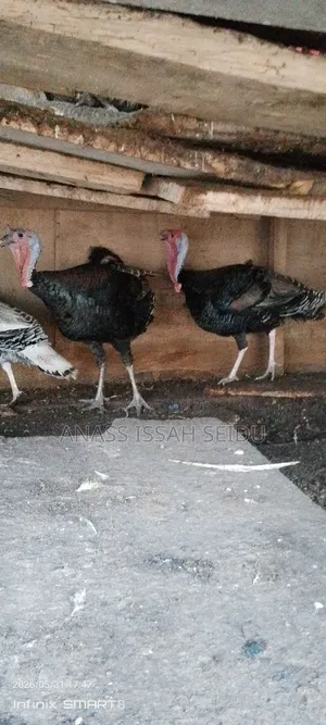Turkeys for Sale