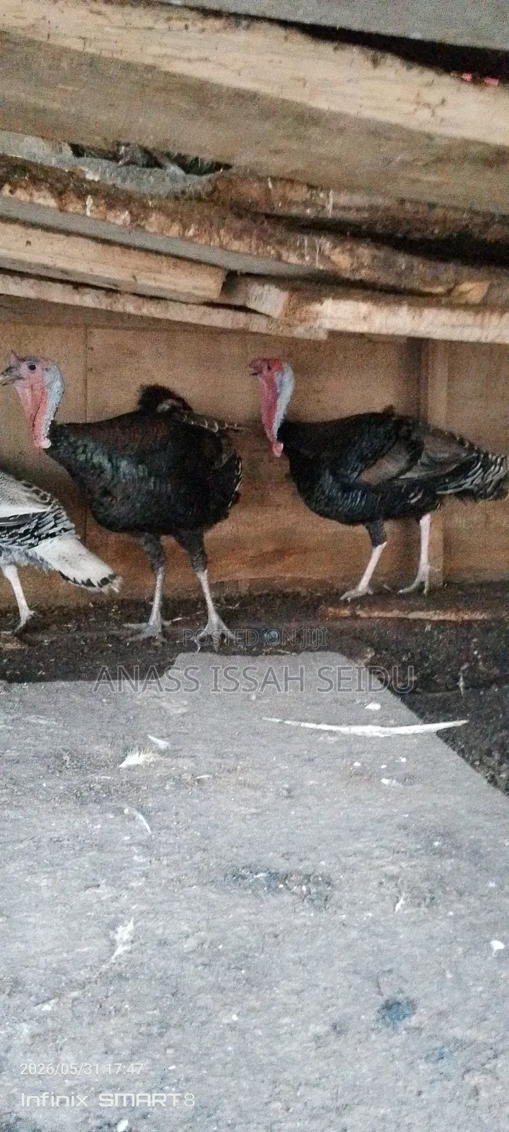 Turkeys for Sale