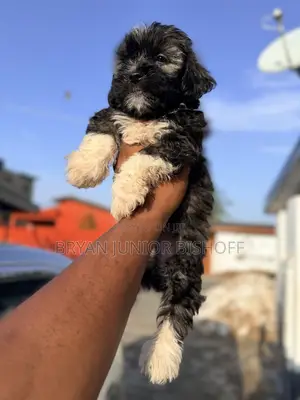 1-3 months Female Purebred Poodle