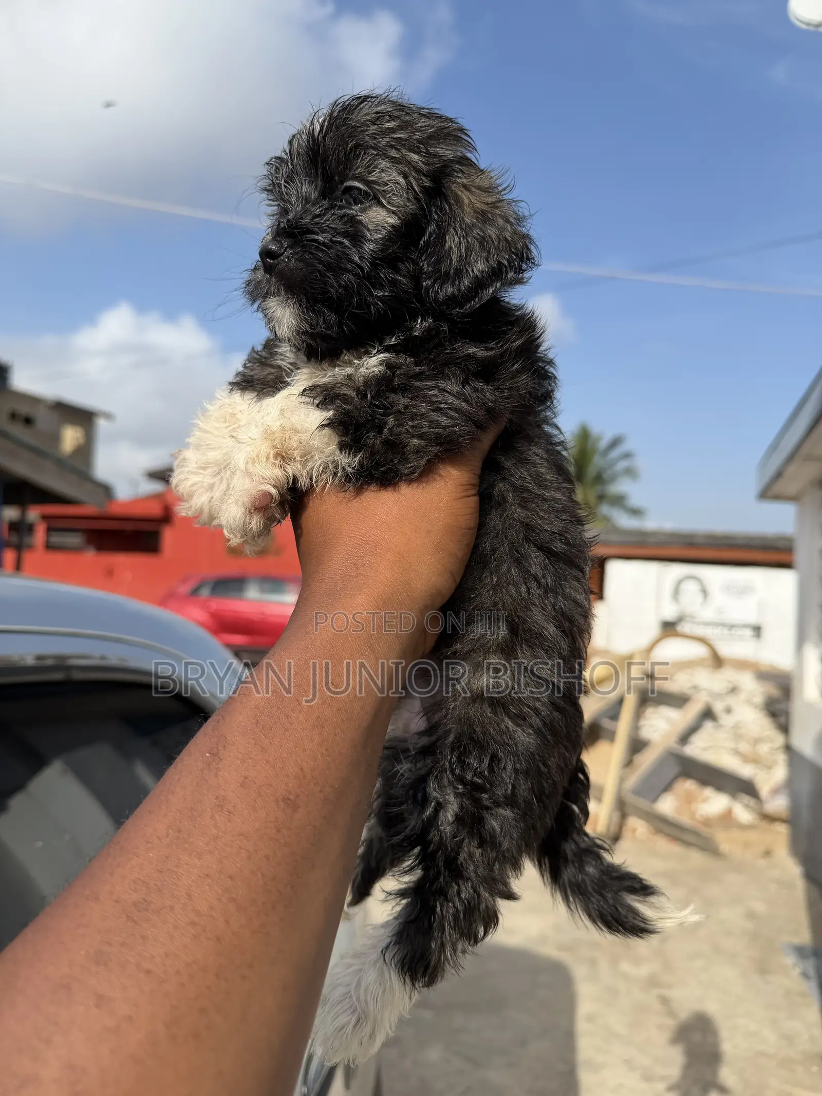 1-3 months Female Purebred Poodle