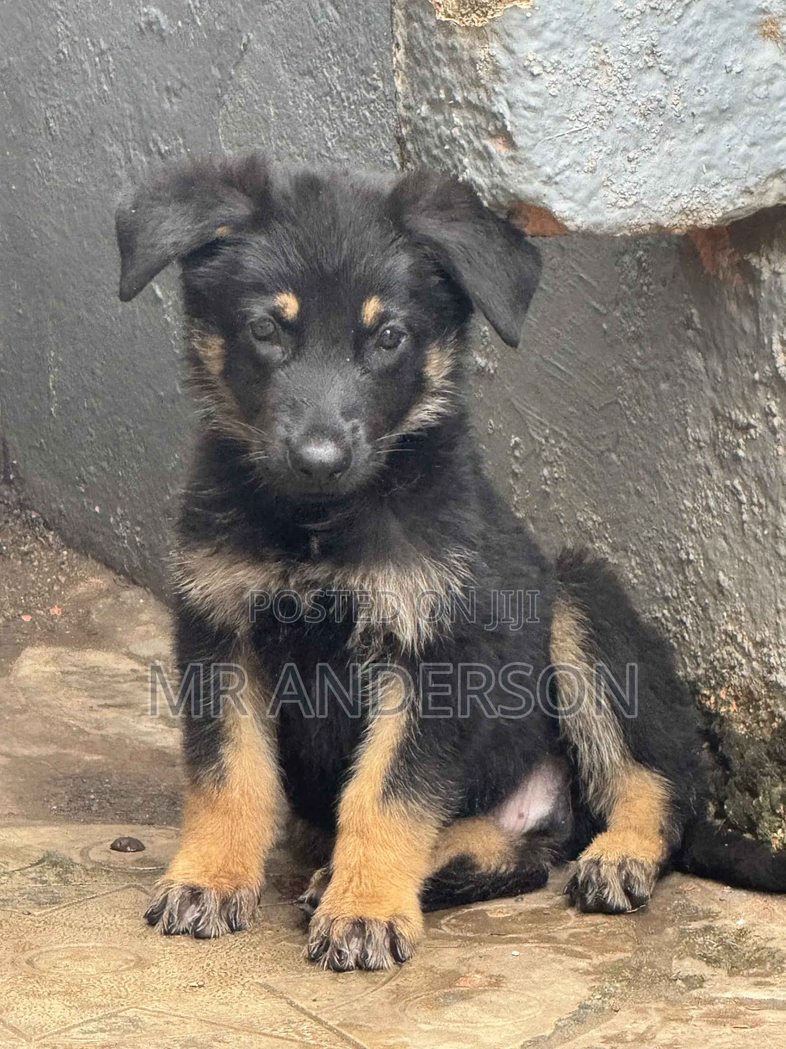 1-3 months Male Purebred German Shepherd