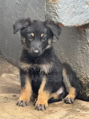 1-3 months Male Purebred German Shepherd