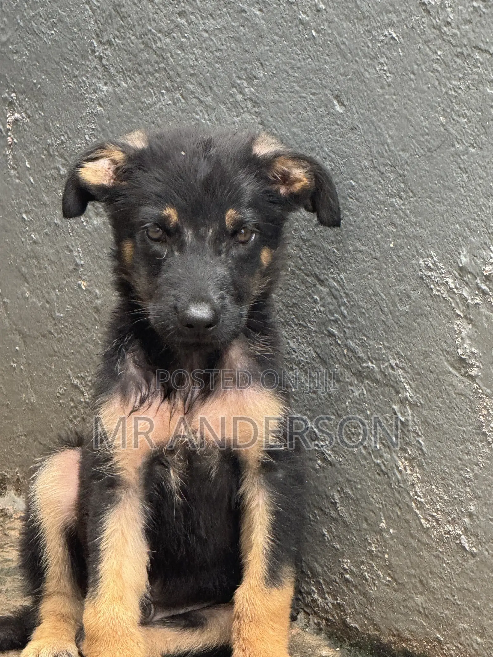 1-3 months Male Purebred German Shepherd