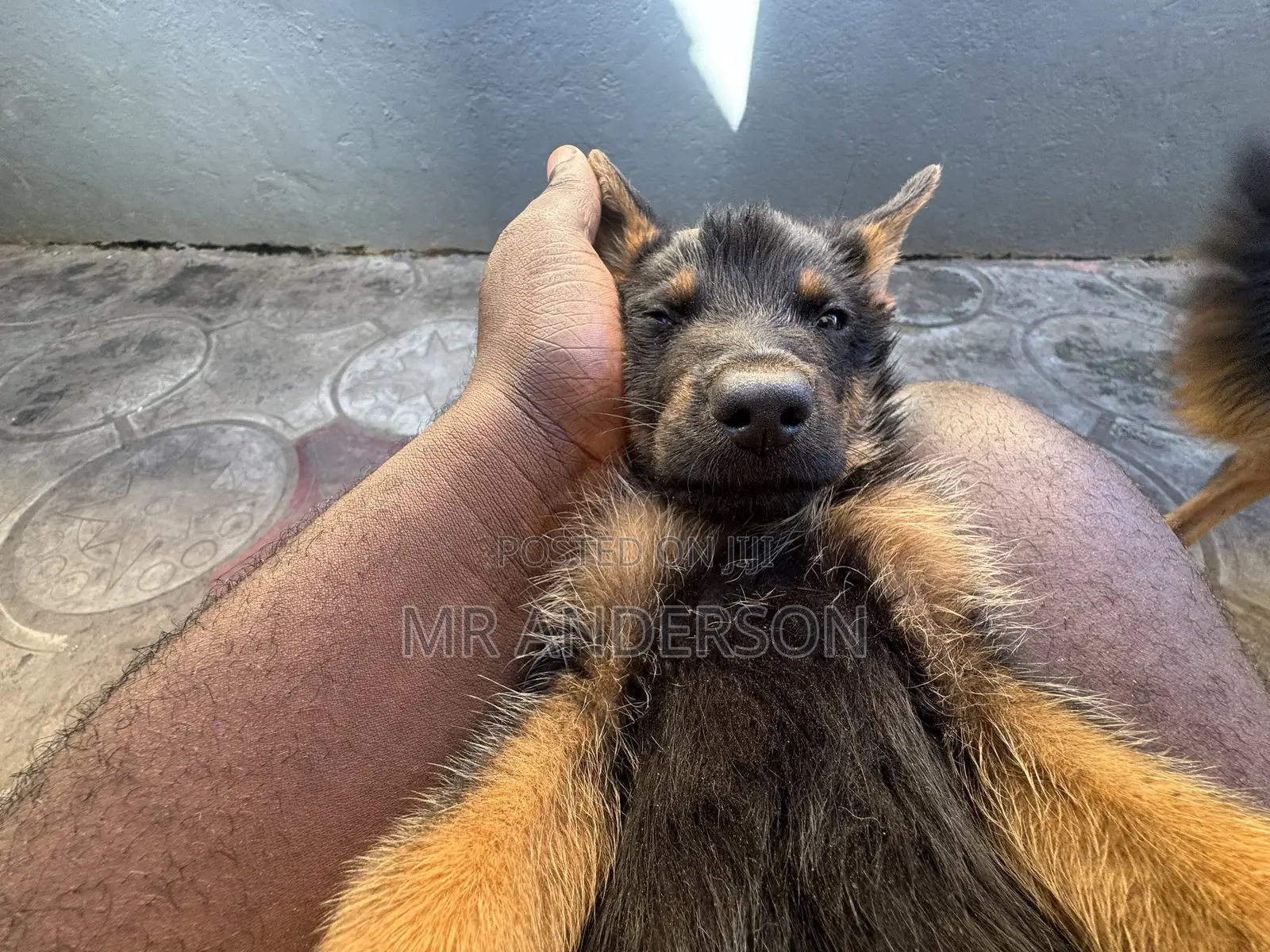 1-3 months Male Purebred German Shepherd