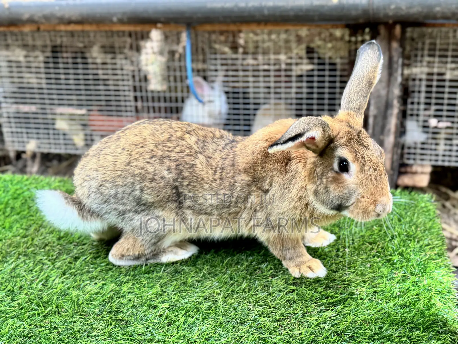 Active Buck Rabbits