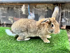 Active Buck Rabbits