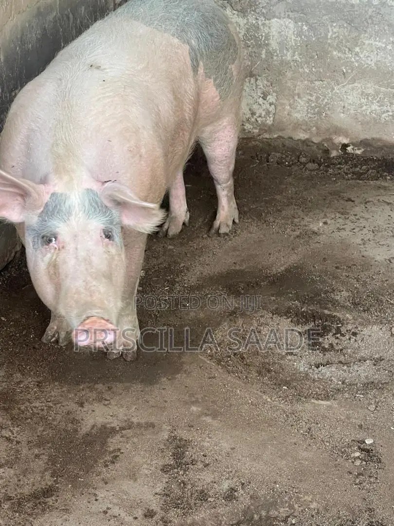 Female Pig
