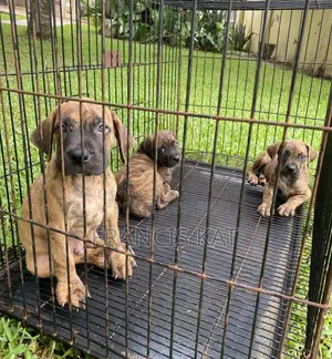 1-3 months Male Purebred Boerboel