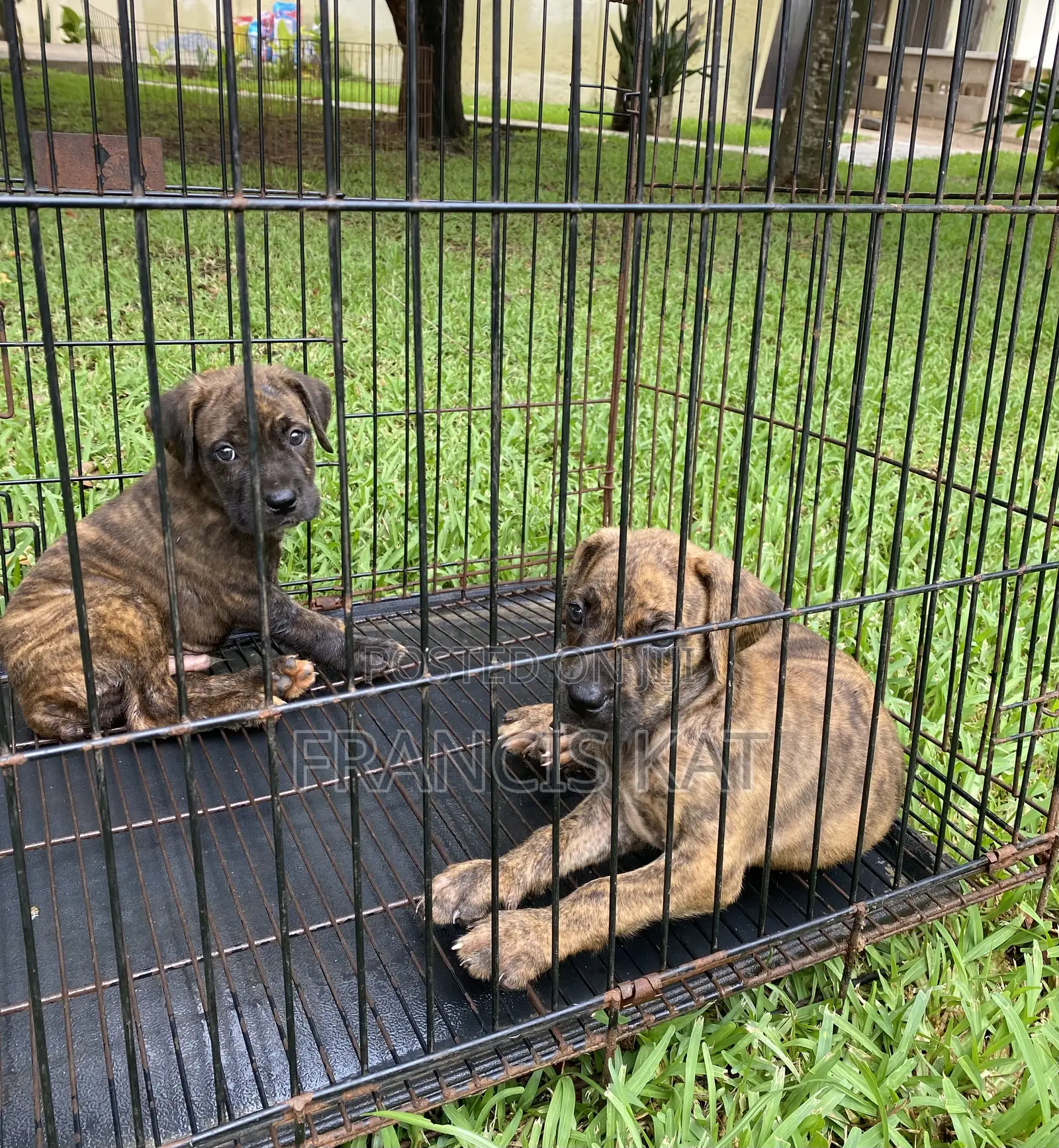 1-3 months Male Purebred Boerboel