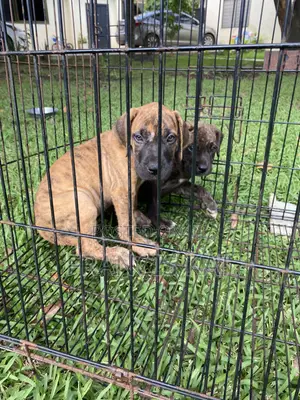 1-3 months Male Purebred Boerboel