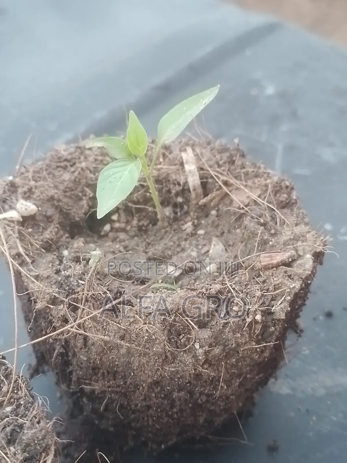 Pepper Seedlings
