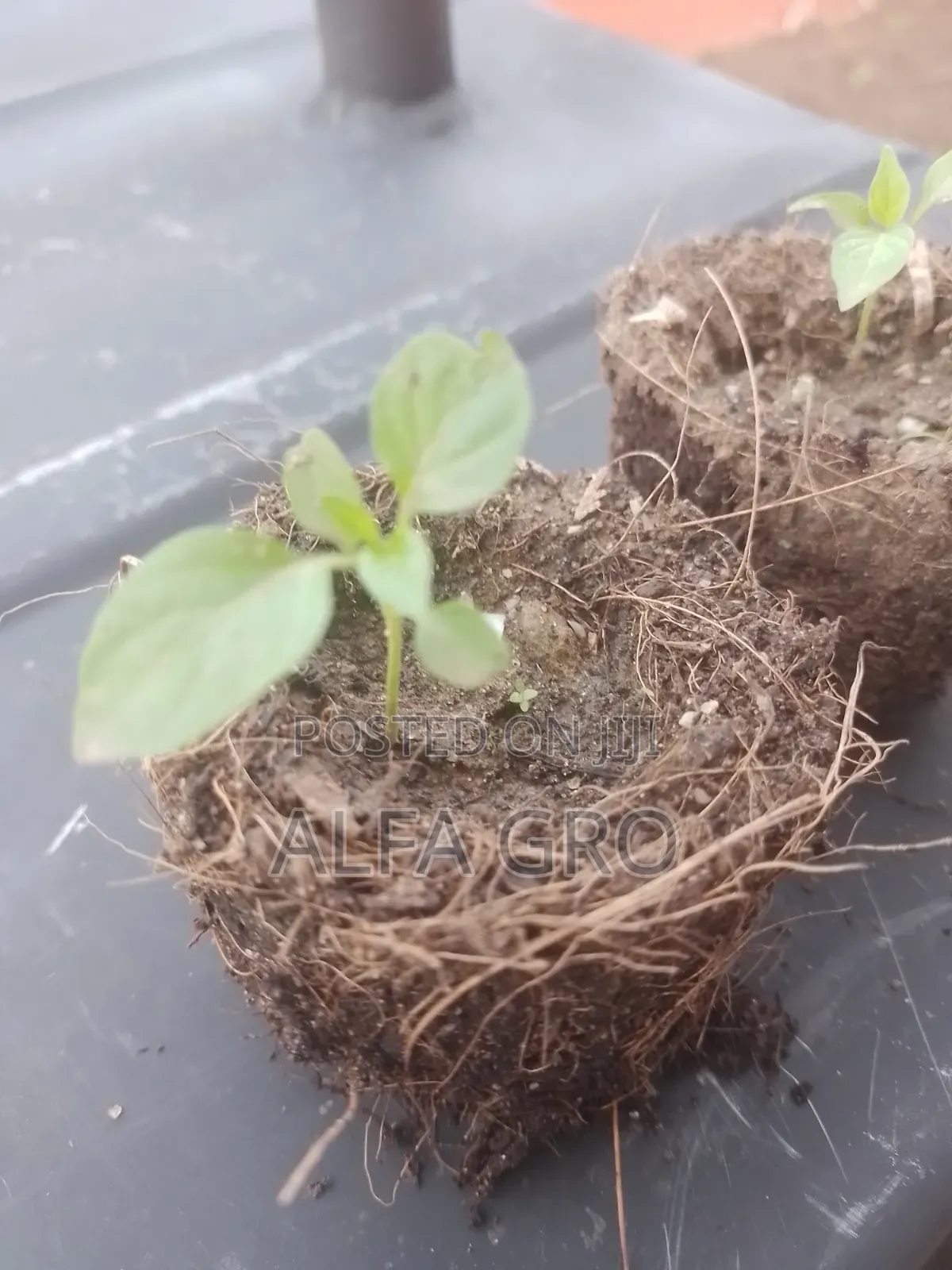 Pepper Seedlings