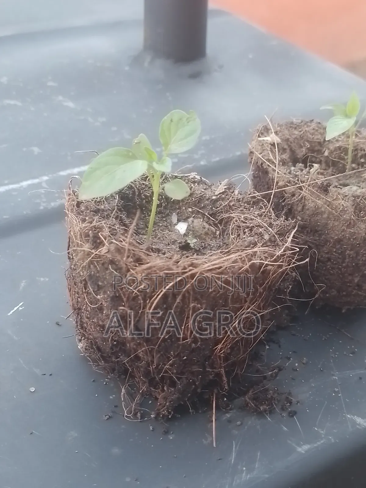 Pepper Seedlings