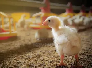 Mojo Farms