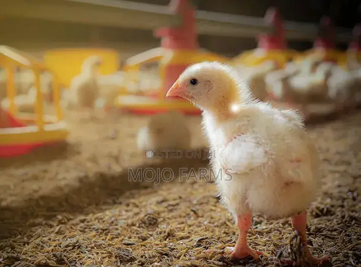 Mojo Farms