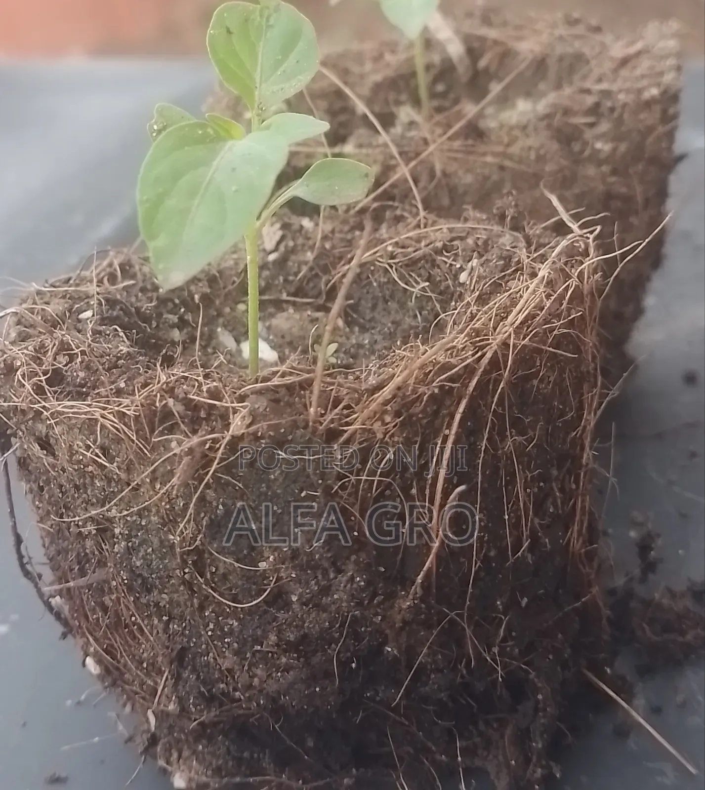 Pepper Seedlings