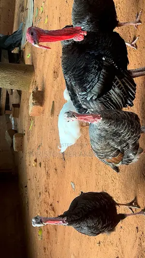 BBL Turkey