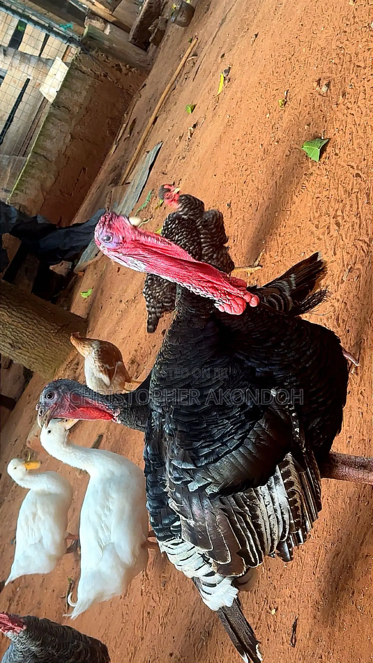 BBL Turkey