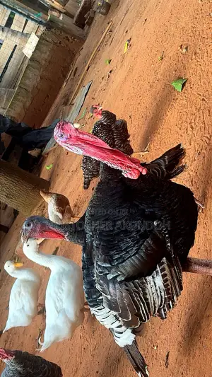 BBL Turkey