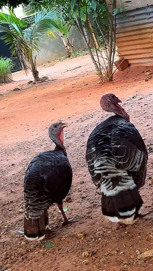 BBL Turkey