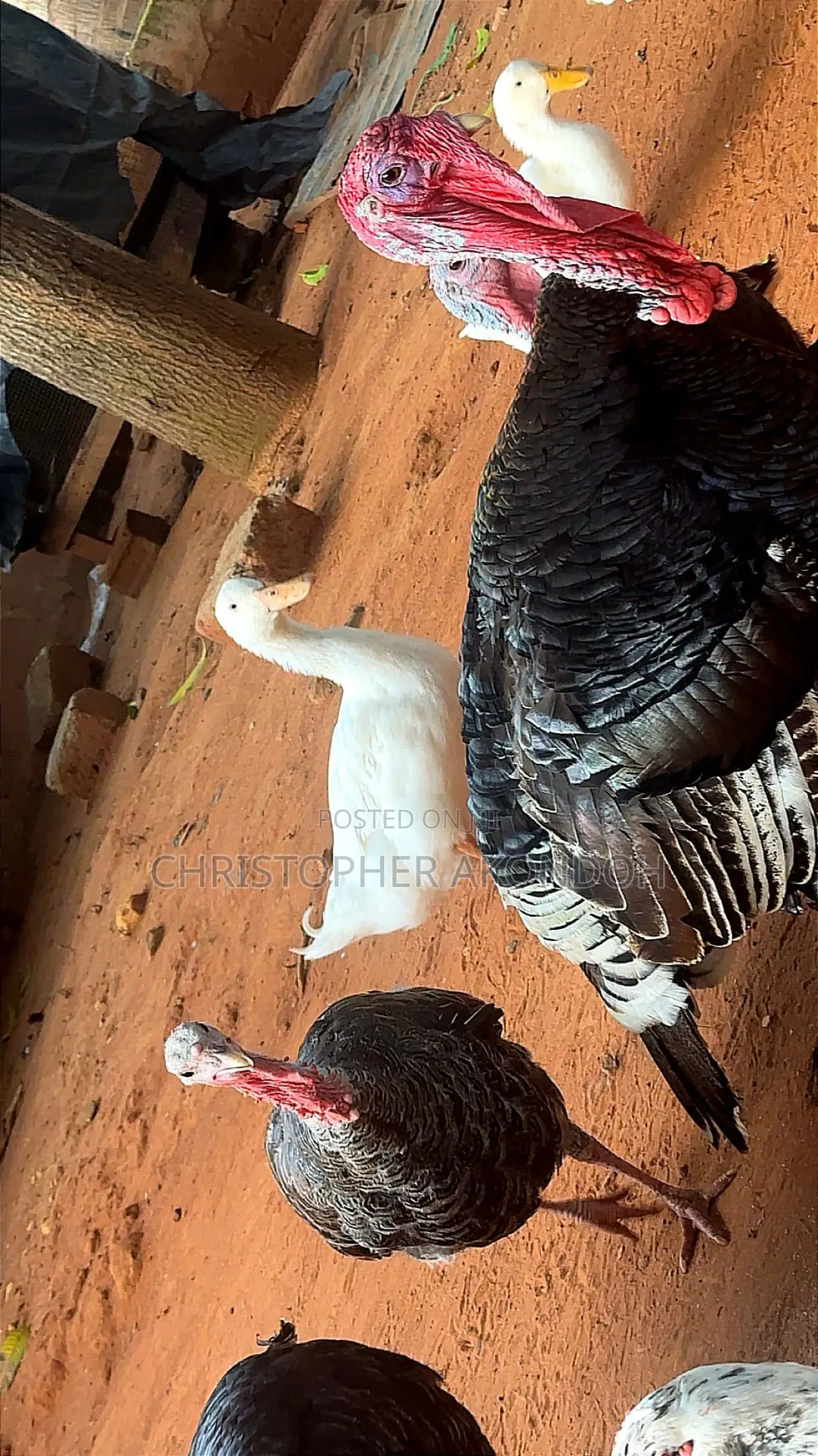 BBL Turkey