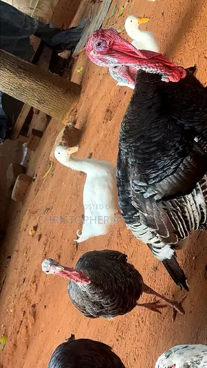 BBL Turkey