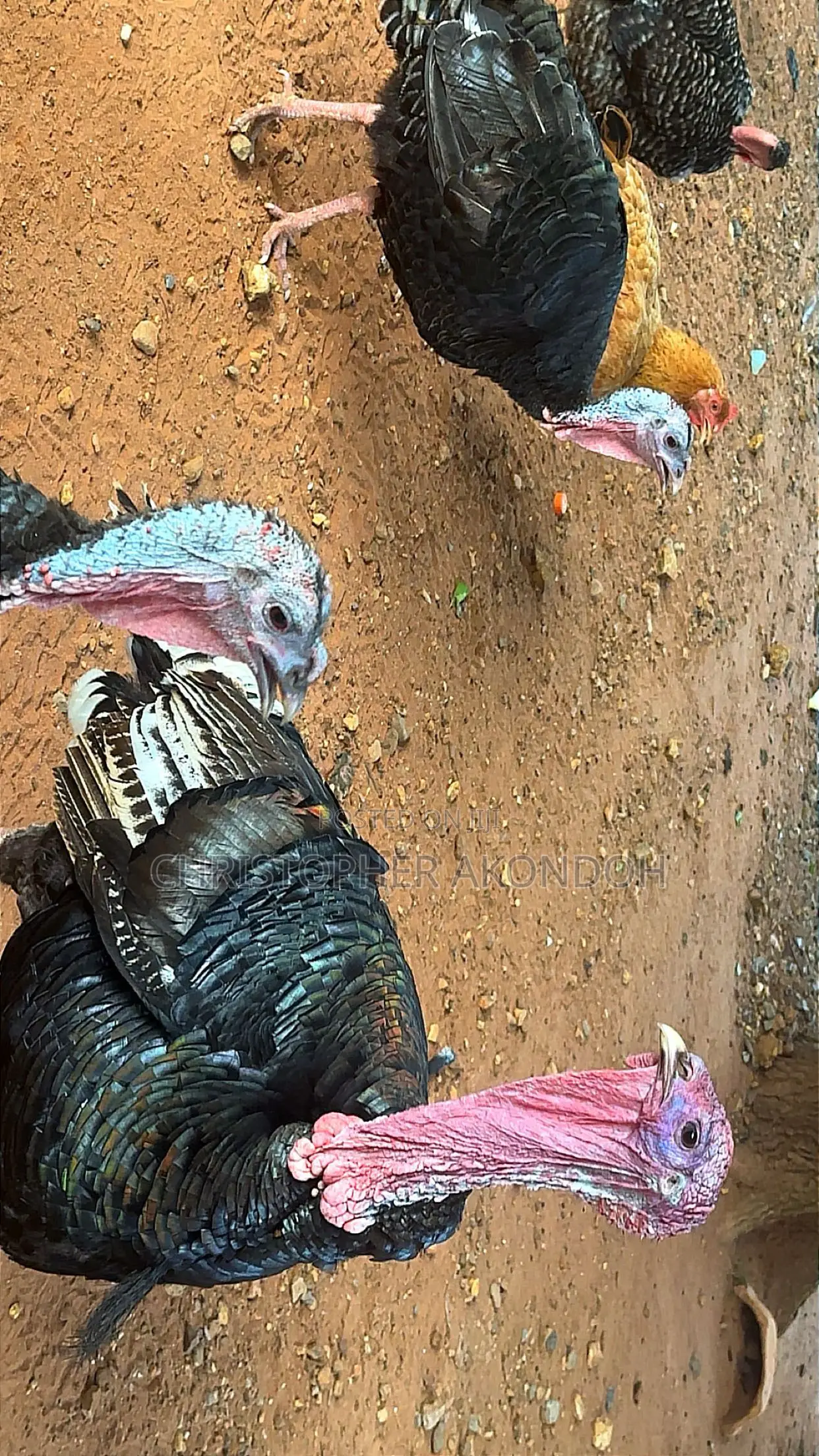 BBL Turkey