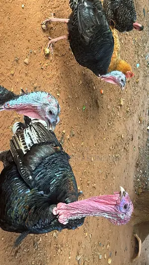 BBL Turkey