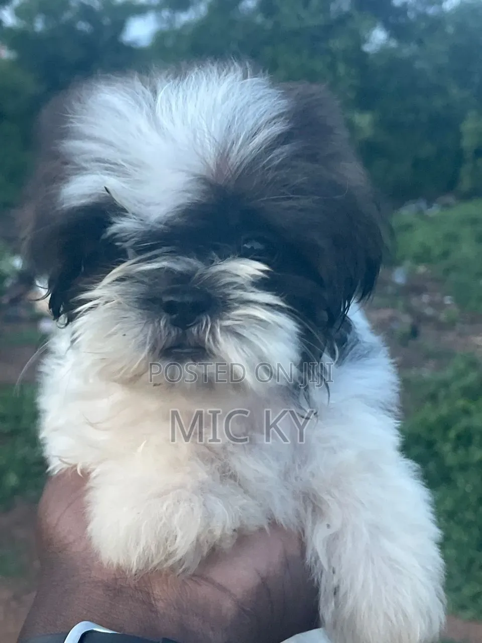 1-3 months Female Purebred Shih Tzu