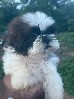 1-3 months Female Purebred Shih Tzu