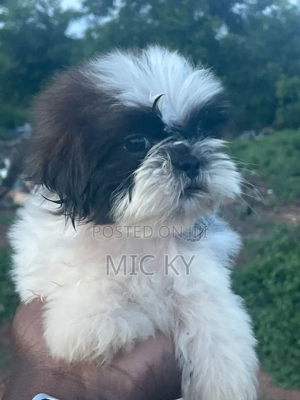 1-3 months Female Purebred Shih Tzu