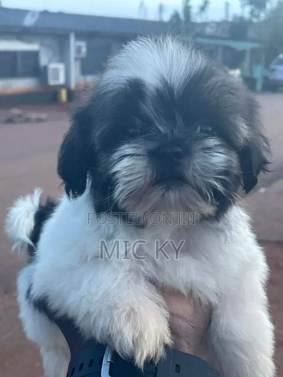 1-3 months Female Purebred Shih Tzu